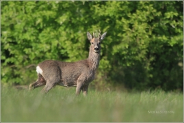 <p>SRNEC OBECNÝ (Capreolus capreolus) Šluknovsko - Jiříkov   (European roe deer /  Reh</p>